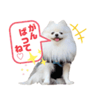 白ポメ レオくん2♡（個別スタンプ：28）