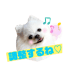 白ポメ レオくん2♡（個別スタンプ：29）