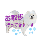 白ポメ レオくん2♡（個別スタンプ：30）