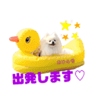 白ポメ レオくん2♡（個別スタンプ：31）
