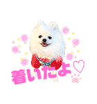 白ポメ レオくん2♡（個別スタンプ：32）