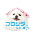 白ポメ レオくん2♡（個別スタンプ：34）
