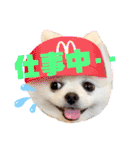 白ポメ レオくん2♡（個別スタンプ：35）