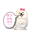 白ポメ レオくん2♡（個別スタンプ：36）