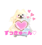 白ポメ レオくん2♡（個別スタンプ：38）