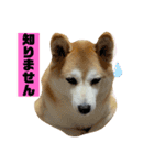 チョコでっす（個別スタンプ：5）