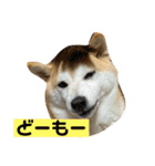チョコでっす（個別スタンプ：6）