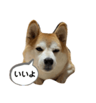チョコでっす（個別スタンプ：7）