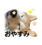 チョコでっす（個別スタンプ：11）