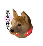 チョコでっす（個別スタンプ：13）