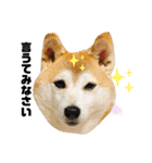 チョコでっす（個別スタンプ：16）