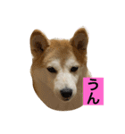 チョコでっす（個別スタンプ：17）