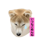 チョコでっす（個別スタンプ：19）