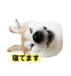 チョコでっす（個別スタンプ：21）