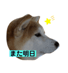 チョコでっす（個別スタンプ：23）