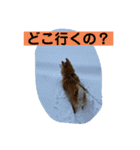 チョコでっす（個別スタンプ：30）