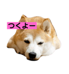 チョコでっす（個別スタンプ：31）