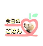 ラブラドール♡ララ♡⑤（個別スタンプ：1）