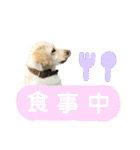 ラブラドール♡ララ♡⑤（個別スタンプ：2）