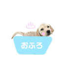 ラブラドール♡ララ♡⑤（個別スタンプ：3）