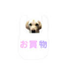 ラブラドール♡ララ♡⑤（個別スタンプ：7）
