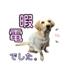 ラブラドール♡ララ♡⑤（個別スタンプ：17）