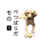 ラブラドール♡ララ♡⑤（個別スタンプ：21）