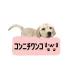 ラブラドール♡ララ♡⑤（個別スタンプ：25）