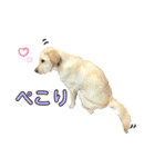 ラブラドール♡ララ♡⑤（個別スタンプ：26）