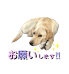 ラブラドール♡ララ♡⑤（個別スタンプ：30）