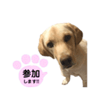ラブラドール♡ララ♡⑤（個別スタンプ：31）