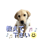 ラブラドール♡ララ♡⑤（個別スタンプ：34）