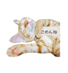 いなりの生活（個別スタンプ：8）