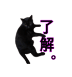 黒猫ビビちゃんのスタンプ（個別スタンプ：3）