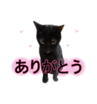 黒猫ビビちゃんのスタンプ（個別スタンプ：4）