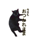 黒猫ビビちゃんのスタンプ（個別スタンプ：6）