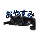 黒猫ビビちゃんのスタンプ（個別スタンプ：9）