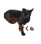 黒猫ビビちゃんのスタンプ（個別スタンプ：10）