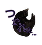 黒猫ビビちゃんのスタンプ（個別スタンプ：11）