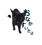 黒猫ビビちゃんのスタンプ（個別スタンプ：12）