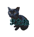 黒猫ビビちゃんのスタンプ（個別スタンプ：14）