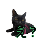 黒猫ビビちゃんのスタンプ（個別スタンプ：15）