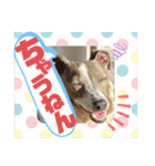 ハウくんとちよちゃんスタンプ（個別スタンプ：4）
