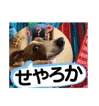 ハウくんとちよちゃんスタンプ（個別スタンプ：7）