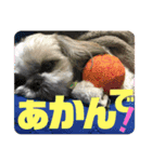 ハウくんとちよちゃんスタンプ（個別スタンプ：8）