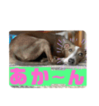 ハウくんとちよちゃんスタンプ（個別スタンプ：9）