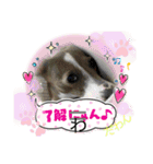 ハウくんとちよちゃんスタンプ（個別スタンプ：12）