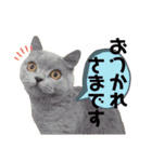あにまるず。ぱーと8。（個別スタンプ：3）