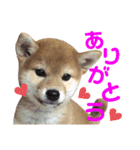 あにまるず。ぱーと8。（個別スタンプ：4）