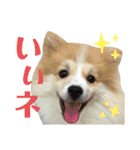 あにまるず。ぱーと8。（個別スタンプ：7）